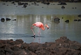There is an estimated population of 400-500 American Flamingos in the archipelago (photo: Justin Peter)