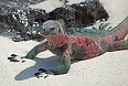 A male Marine Iguana on Española, the most colourful of seven subspecies (photo: Justin Peter)