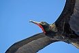 Magnificent Frigatebirds may follow our vessel (photo: Justin Peter)