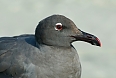 The muted colours of the endemic Lava Gull may serve as an effect camouflage on shorelines (photo: Justin Peter)