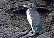 Galapagos Penguins inhabit rocky lava shorelines and are the most northerly of all of the world's penguins (photo: Jean Iron)