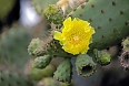 The Galapagos Prickly Pear is a signature plant of the islands (photo: Justin Peter)