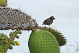 Common Cactus Finch is one of several species associated with the Galapagos Prickly Pear, and just one of several the “Darwin's Finches”  we should see (photo: Justin Peter)