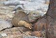 The Santa Fé Land Iguana feeds on prickly pear pads and fruit (photo: Justin Peter)