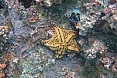 The well-named Chocolate Chip Sea Star is a nice find while snorkelling! ((photo: Justin Peter)