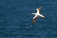We will see the near-endemic Nazca Booby up-close and in graceful flight (photo: Justin Peter)