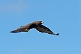 The Galapagos Hawk is the islands' top indigenous predator and is shockingly fearless! (photo: Justin Peter)