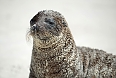 Galapagos Seal Lions are a frequent sight and are fearless (photo: Justin Peter)