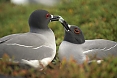 Swallow-tailed Gulls allow us to watch their courtship up close (photo: Justin Peter)
