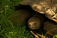 We will see the Santa Cruz Giant Tortoise grazing in verdant highlands (photo: Justin Peter)