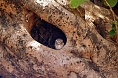 The Spotted Owlet is the most common owl species. This cavity is found right along our path (photo: Justin Peter)