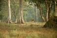Kanha's woodlands are home to a large herd of Chital, India's signature deer species and a staple of the Bengal Tiger's diet.