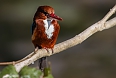 White-throated kingfisher, Kanha National Park