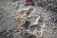 We're always on the lookout for animal tracks and sign. A large Bengal Tiger has been here (photo: Justin Peter)