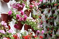 Wall decorated with flower pots in Cordoba 