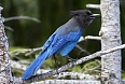 There will be many interesting birds at sea and on land. The Steller's Jay is a common forest denizen that we have a chance of seeing.