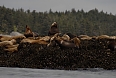 We can also see Steller's Sea Lions in their offshore island colonies.