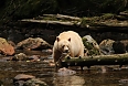 We will search for the "Spirit Bears"- the white-furred Black Bears restricted to this part of North America and would be a highlight of this tour!