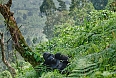 Male Mountain Gorilla in Bwindi Impenetrable Forest 