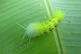 Costa Rican Hairy Caterpillar (Photo courtesy of Tiskita Jungle Lodge)
