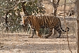 Bengal Tiger at Ranthambore, photo by Justin Peter