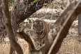 Bengal Tiger at Ranthambore, photo by Justin Peter