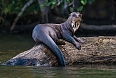 Giant Otter