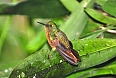 Chestnut-breasted Coronet
