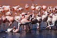 James's Flamingo, seen on our optional extension titled Bolivian Highlands: From La Paz to the Uyuni Salt Flats