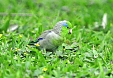 Pacific Parrotlet in Lima