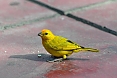Saffron Finch in Lima