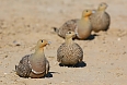 We'll find many creatures well-adapted to the arid environment, such as Namaqua Sandgrouse.
