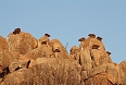 Rock Hyrax (also known as Rock Dassie) live in large groups among boulders. 