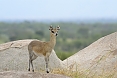 With its very tall hooves and nimble qualities, the Klipspringer is well suited for life along steep slopes in Augrabies.