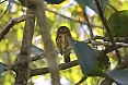 The Cuban Pygmy-Owl lurks in Zapata's woodlands and elsewhere. (photo: Sherry Kirkvold)