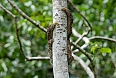 Brown-throated Three-toed Sloth, taken by Justin Peter on our 2020 tour