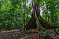 Ceiba tree
