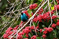 Green Honeycreeper