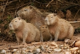 Capybaras