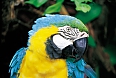 Blue-and-gold Macaw
