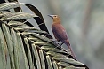 Russet-back Oropendola