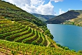 Terraced vineyards in Douro