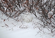 We should see other wildlife. We are watchful for the stirrings of the well-camouflaged Arctic Hare.