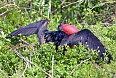 Male Great Frigatebird displaying