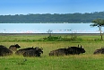 Herd of Buffalo at Lake Nakuru