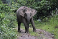 Borneo Pygmy Elephant