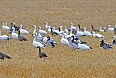 Snow Geese, Canada Geese, Greater White-fronted Geese (Photo by: Justin Peter)