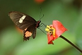 We'll see many species of butterfly during our visit