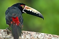 The gaudy Collared Aracari is one of three species of toucan we are likely to see.
