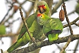 The Red-lored Parrot is one of twelve parrot species that we could potentially see (photo: Jean Iron)